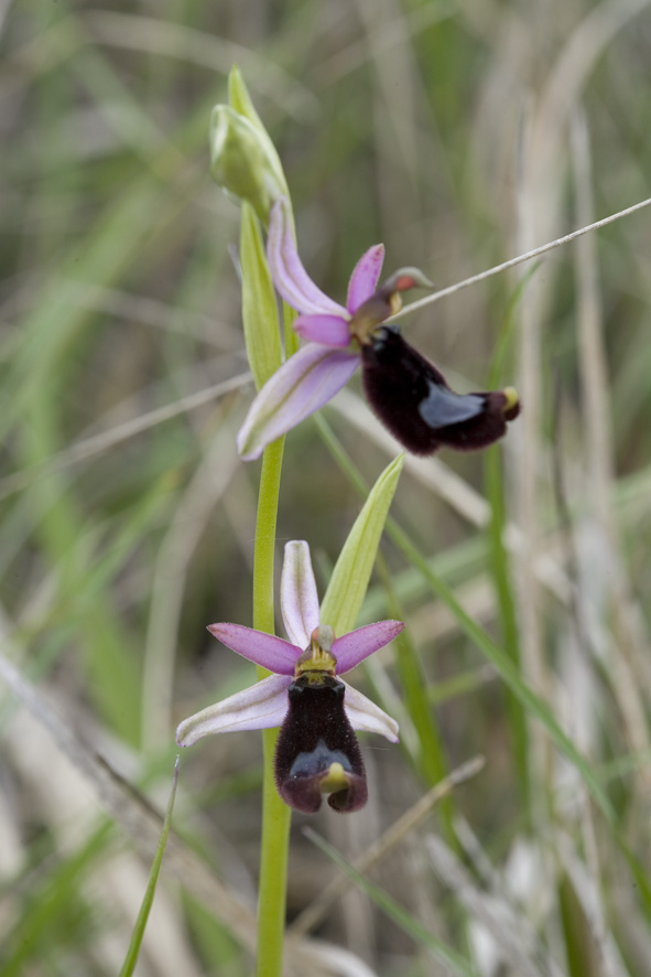 Ophrys fusca e Ophrys bertolonii